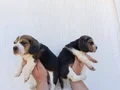Harika maske beagle bebekler