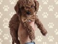 Premium Poodle Yavrular