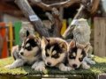 Irk ve Sağlık Garantili Husky Yavrular