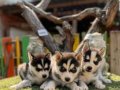 Irk ve Sağlık Garantili Husky Yavrular