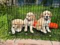 Bebek Yüzlü Golden Yavrular