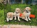 Bebek Yüzlü Golden Yavrular