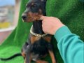 MÜTHİŞ KALİTE DOBERMAN YAVRULAR