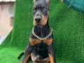 MÜTHİŞ KALİTE DOBERMAN YAVRULAR