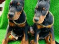 MÜTHİŞ KALİTE DOBERMAN YAVRULAR