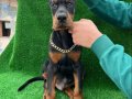 MÜTHİŞ KALİTE DOBERMAN YAVRULAR