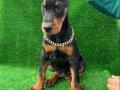 MÜTHİŞ KALİTE DOBERMAN YAVRULAR