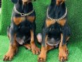 MÜTHİŞ KALİTE DOBERMAN YAVRULAR