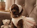 Korekan Mini Boy Bebek Yüz Toy Poodle 