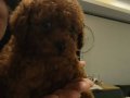 Korekan Mini Boy Bebek Yüz Toy Poodle 