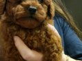 Korekan Mini Boy Bebek Yüz Toy Poodle 