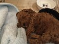 Korekan Mini Boy Bebek Yüz Toy Poodle 