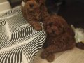 Korekan Mini Boy Bebek Yüz Toy Poodle 