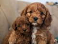 Mini Boy Maltipoo Yavrular Bebek Surat, Özel Irk