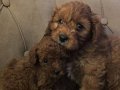Mini Boy Maltipoo Yavrular Bebek Surat, Özel Irk