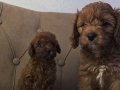 Mini Boy Maltipoo Yavrular Bebek Surat, Özel Irk