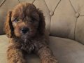 Mini Boy Maltipoo Yavrular Bebek Surat, Özel Irk