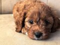 Mini Boy Maltipoo Yavrular Bebek Surat, Özel Irk