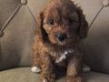 Mini Boy Maltipoo Yavrular Bebek Surat, Özel Irk