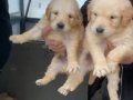 A Kalite Bebek Yüz Golden Yavrular