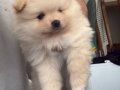Boo surat küt burun pomeranian bebekler
