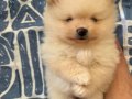 Boo surat küt burun pomeranian bebekler