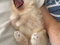 Boo surat küt burun pomeranian bebekler