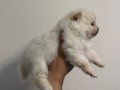 Boo surat küt burun pomeranian bebekler