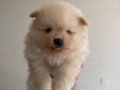 Boo surat küt burun pomeranian bebekler