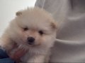 Boo surat küt burun pomeranian bebekler