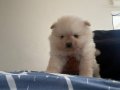 Boo surat küt burun pomeranian bebekler