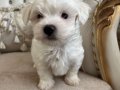 Kilo garantili kore kan maltese terrier bebekler