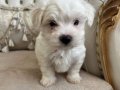 Kilo garantili kore kan maltese terrier bebekler
