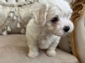 Kilo garantili kore kan maltese terrier bebekler