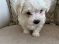 Kilo garantili kore kan maltese terrier bebekler