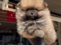 Yuvarlak ayı surat pomeranian boo bebekler