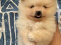Yuvarlak ayı surat pomeranian boo bebekler