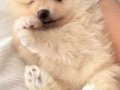 Yuvarlak ayı surat pomeranian boo bebekler