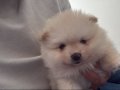 Yuvarlak ayı surat pomeranian boo bebekler