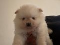 Yuvarlak ayı surat pomeranian boo bebekler