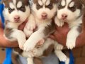 Kızıl biblo gibi husky bebekler