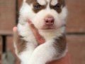 Kızıl biblo gibi husky bebekler