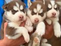 Kızıl biblo gibi husky bebekler