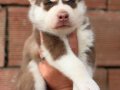 Kızıl biblo gibi husky bebekler