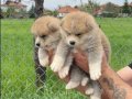 Safkan ırk garantili akita bebekler