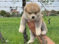 Safkan ırk garantili akita bebekler