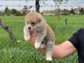 Safkan ırk garantili akita bebekler