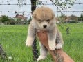Safkan ırk garantili akita bebekler
