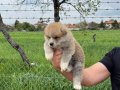 Safkan ırk garantili akita bebekler