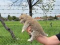 Safkan ırk garantili akita bebekler